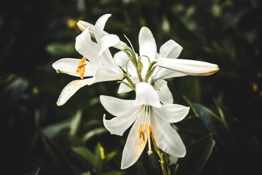 serafima-lazarenko-_iVuWPrfCZI-unsplash
